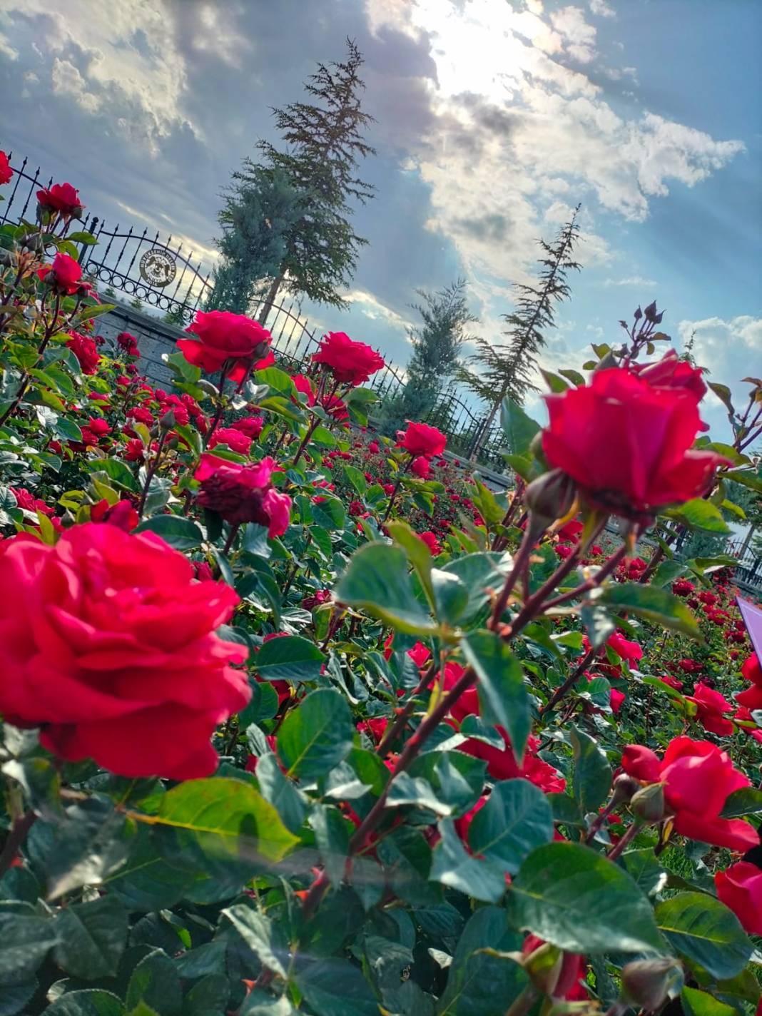 Konya Karatay Gül Bahçesi 2025 sezonunu açtı! Nerede, nasıl gidilir, ne zaman açık, ücretli mi? 7